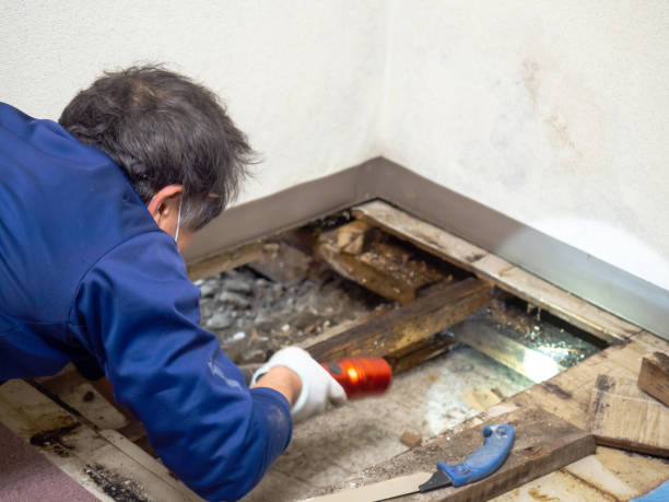Professional Mold Removal in Ringwood, NJ