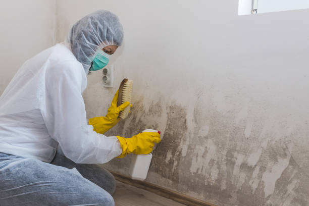 Home Mold Removal in Ringwood, NJ