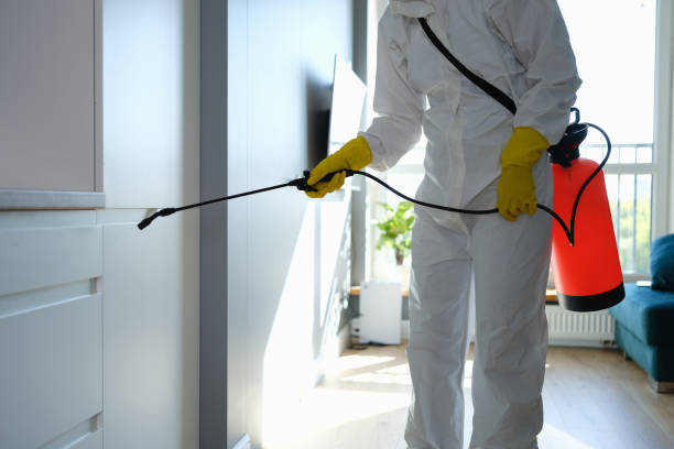 Best Affordable Mold Removal  in Ringwood, NJ