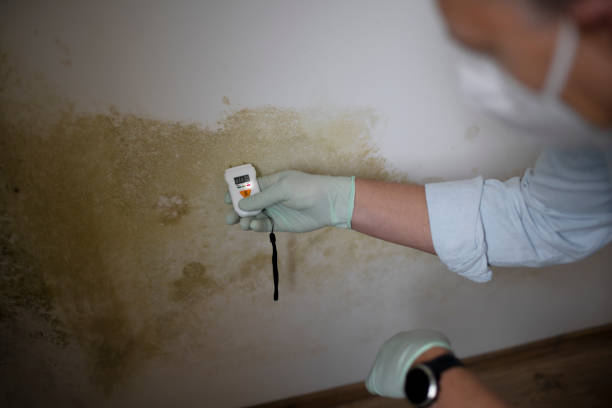 Best Mold Cleaning Services  in Ringwood, NJ
