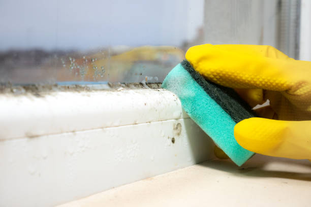Best Professional Mold Removal  in Ringwood, NJ