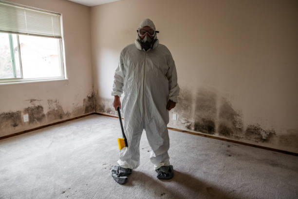 Attic Mold Removal in Ringwood, NJ