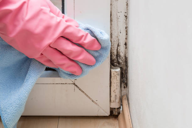 Professional Mold Removal in Ringwood, NJ